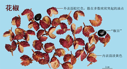 花椒(图1)