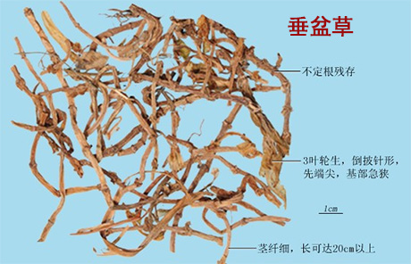 垂盆草(图1)