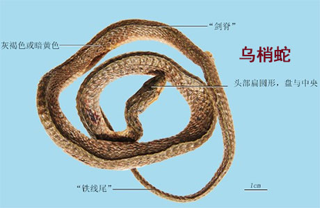乌梢蛇(图1)