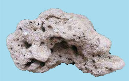 海浮石(图1)