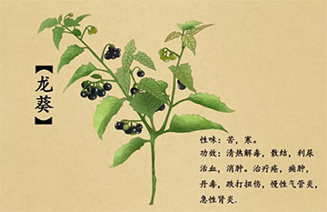 龙葵(图1)