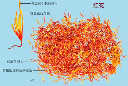 红花(图1)