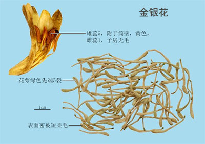 金银花(图1)