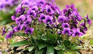 紫花地丁(图2)