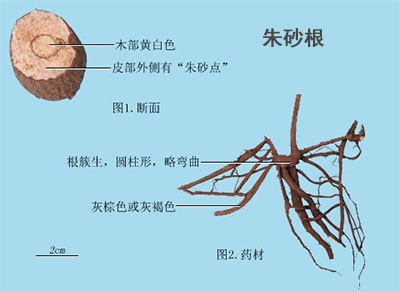 朱砂根（开喉箭、凤凰肠）(图1)