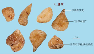 山慈菇(图1)