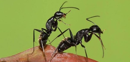 蚂蚁治百病秘验方含32个蚂蚁秘方