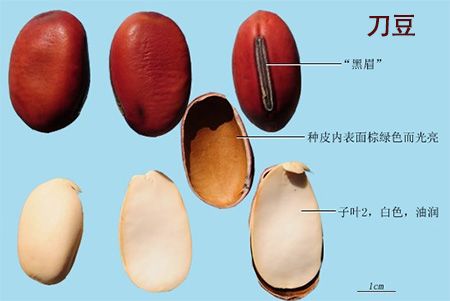 刀豆(图1)