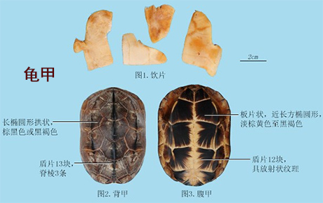 龟甲(图1)