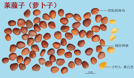 莱菔子(图1)