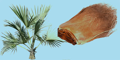 棕榈(图1)