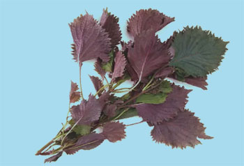 紫苏叶(图1)