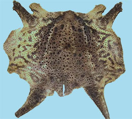 蟾蜍(图1)