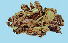 木棉花(图1)