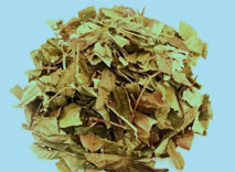 葫芦茶(葫芦叶)(图1)