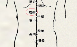 筋缩穴(图1)